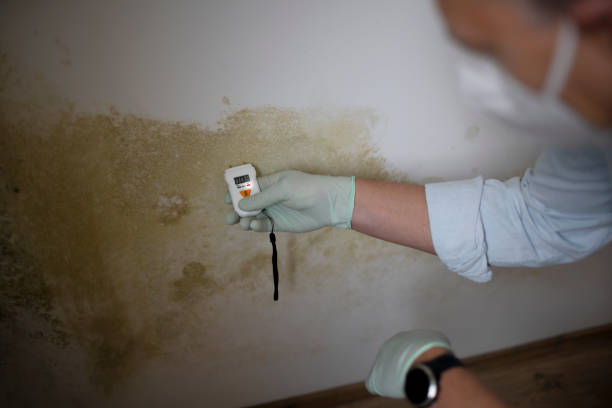 Home Mold Removal in Horace, ND